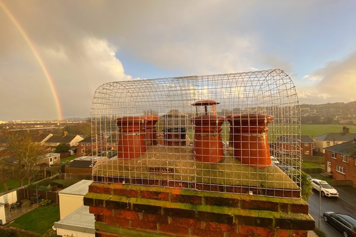 Nesting Seagulls
